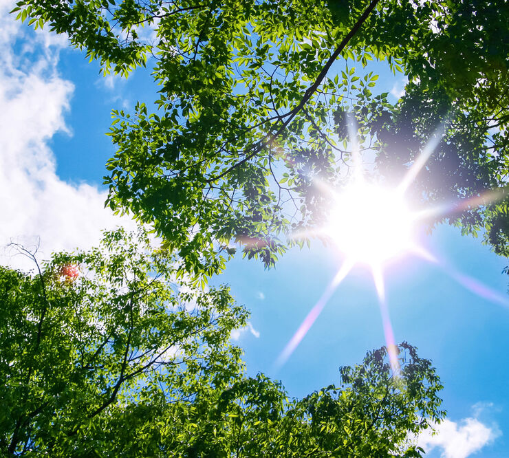 tree-woods_00023